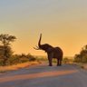 Фото профиля Elephant Of The Far North