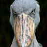 первым в хату заходит фаербол's profile picture
