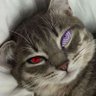 Profilbild von abeet Sambyal