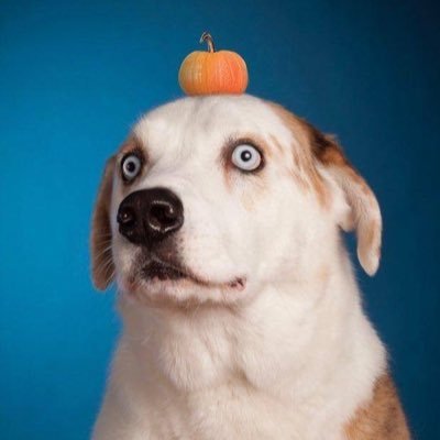 WeRateDogs's profile picture