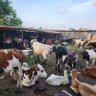 Profilbild von ELADAH FARMS LIMITED
