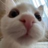 Meow's profile picture