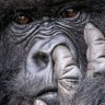 mdformat's profile picture