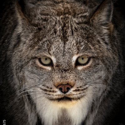 TxBobcat02's profile picture