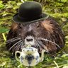 The Earl of Nutria's profile picture
