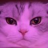 Cooly profil fotoğrafı