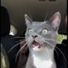 Iloveposthardcore's profile picture