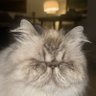 Thundercat Johnson's profile picture