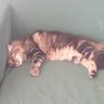 Santa Daniello's profile picture