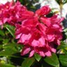 Фото профиля Alpenrose
