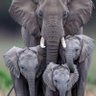 elephants are cool 🇺🇸🐊🐞🦅🐘🙏🍺🙃🇺🇸 profil fotoğrafı