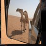 سند بن عبدالعزيز 的头像