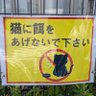 Фото профиля Anotaciones de Japonés