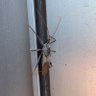 Profilbild von The Great Bug (RealTalk)