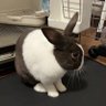 Фото профиля ㊚まもると🐰るめさん