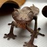 Profilbild von satanic leaf-tailed gecko