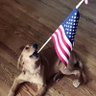 American Gal profil fotoğrafı