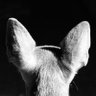 Profilbild von ChenC