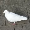 雪見梅雨's profile picture