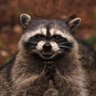 Profilbild von Bec de Corbin