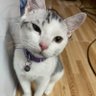 Minh Hậu's profile picture