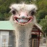 Profilbild von Aya Rov