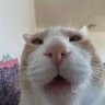 Guy's profile picture