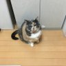 ゆっくりフェードアウト@シトラリ完凸勢's profile picture
