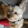 sootyxx profil fotoğrafı