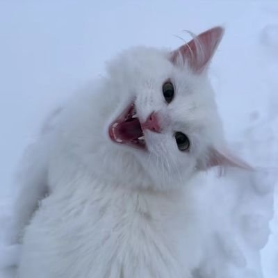 bjjuro's profile picture