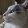 Amabilis31 profil fotoğrafı