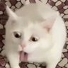 Mayoriot 的头像