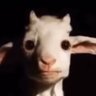 Oni KG's profile picture
