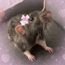 rat princess's profile picture