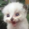 ๐'s profile picture