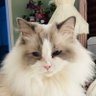 Cindy Bell's profile picture