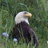 J. R. Pearson profil fotoğrafı