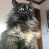 Фото профиля Frisky kitty