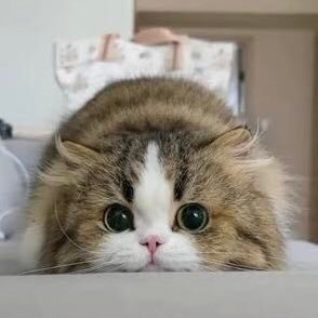 可愛い猫🐱速報's profile picture