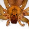 Фото профиля Loxosceles Laeta