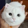 Profilbild von goat%OG