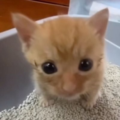 뇽's profile picture