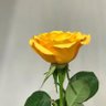 الماسة🌹 profil fotoğrafı