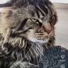 TheAirFryerK1ng🤴 profil fotoğrafı