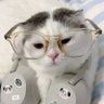 เชอร์กงจู่ profil fotoğrafı