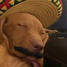 Фото профиля The Drunken Vizsla