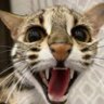 Profilbild von Ocelot 🇺🇸
