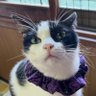 ꧁༺꧂ ユル ꧁༺꧂ค🐾🐈‍⬛🐕‍🦺 的头像