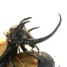 平田クワガタ profil fotoğrafı