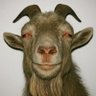 Profilbild von King Pegasus